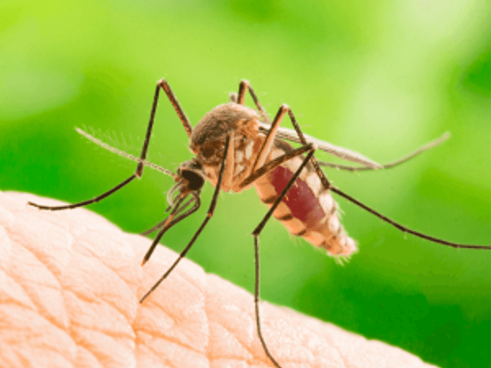 pablo-2020-09-10T172556.627